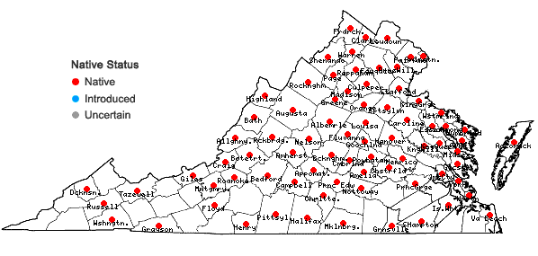 Locations ofSolidago juncea Ait. in Virginia