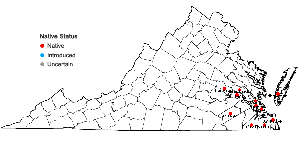 Locations ofSolidago latissimifolia P. Mill. in Virginia