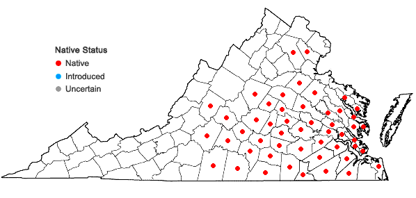 Locations ofSolidago pinetorum Small in Virginia