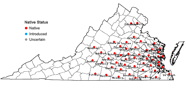 Locations ofSolidago pinetorum Small in Virginia