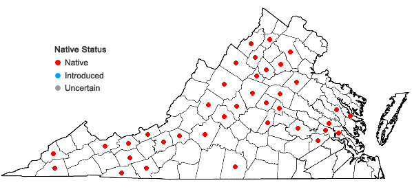 Digital Atlas of the Virginia Flora | Solidago puberula Nutt. var. puberula