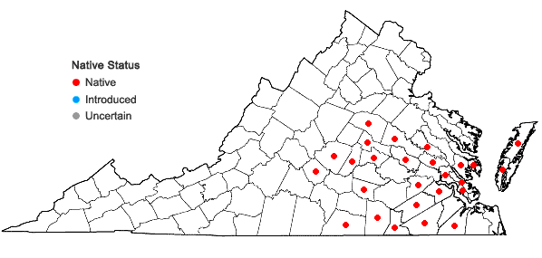 Locations ofSolidago rugosa P. Mill. var. celtidifolia (Small) Fernald in Virginia