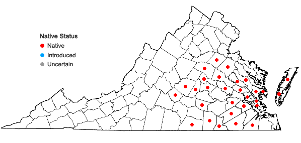 Locations ofSolidago rugosa P. Mill. var. celtidifolia (Small) Fernald in Virginia