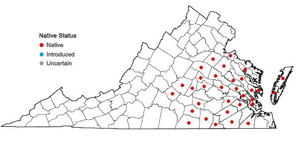 Locations ofSolidago rugosa P. Mill. var. celtidifolia (Small) Fernald in Virginia