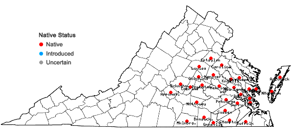 Locations ofSolidago rugosa P. Mill. var. celtidifolia (Small) Fernald in Virginia