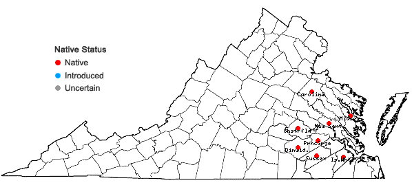 Locations ofSolidago tarda Mackenzie in Virginia