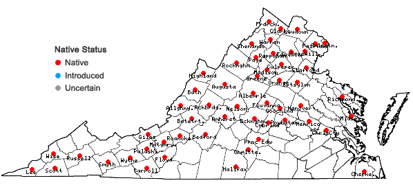Locations ofSolidago ulmifolia Muhl. ex Willd. in Virginia