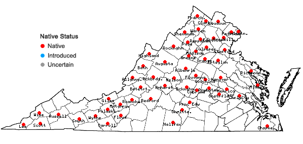 Locations ofSolidago ulmifolia Muhl. ex Willd. in Virginia