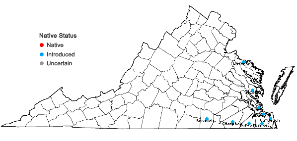 Locations ofSoliva sessilis Ruiz & Pavon in Virginia