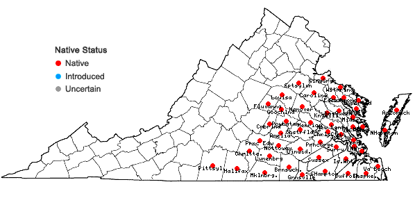 Locations ofSophronanthe pilosa (Michx.) Small in Virginia