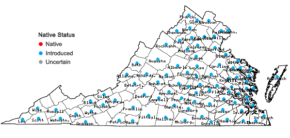 Locations ofSorghum halepense (L.) Pers. in Virginia