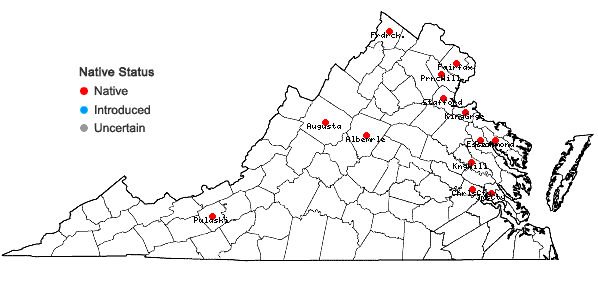 Locations ofSparganium eurycarpum Engelm. ex Gray in Virginia