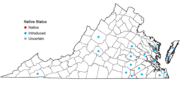 Locations ofSpergula arvensis L. in Virginia