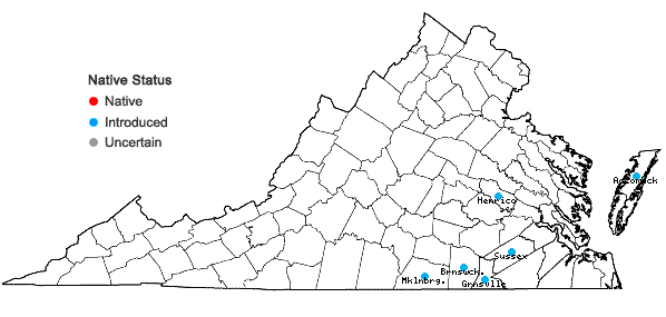 Locations ofSpergula pentandra L. in Virginia