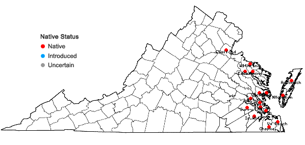 Locations ofSpergularia marina (L.) Besser in Virginia