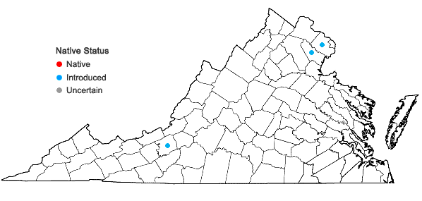 Locations ofSpergularia rubra (L.) J. & K. Presl in Virginia