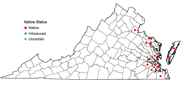 Locations ofSpergularia salina J. & C. Presl in Virginia