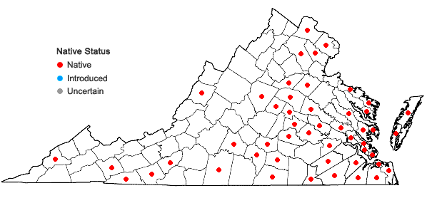 Locations ofSpiranthes vernalis Engelm. & Gray in Virginia