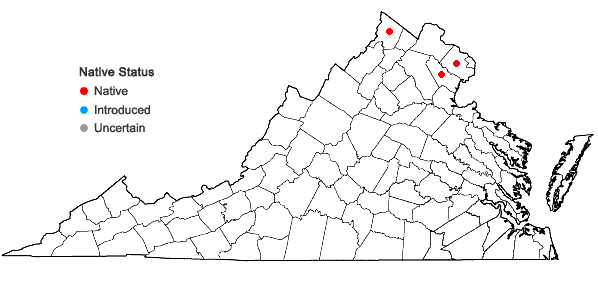 Locations ofStachys arenicola Britt. in Virginia