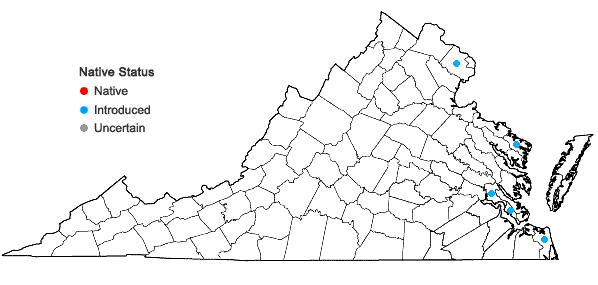 Locations ofStachys floridana Shuttlw. ex Benth. in Virginia