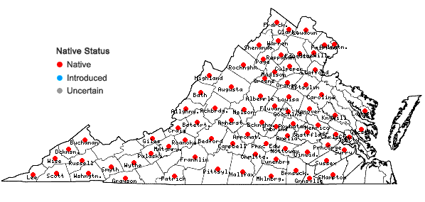 Locations ofStaphylea trifolia L. in Virginia