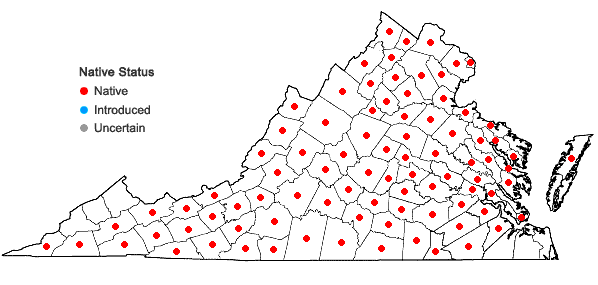 Locations ofSteironema ciliatum (L.) Baudo in Virginia
