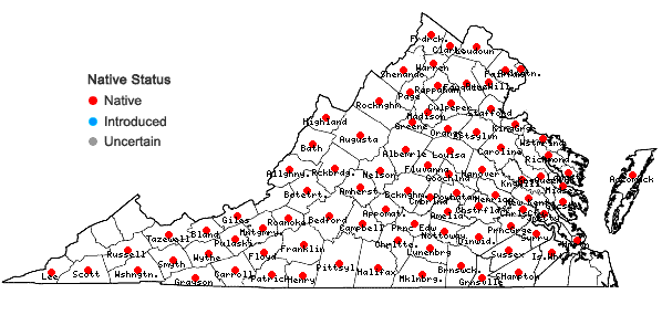 Locations ofSteironema ciliatum (L.) Baudo in Virginia