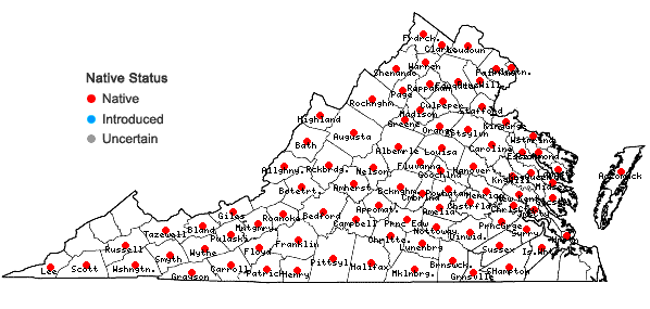 Locations ofSteironema ciliatum (L.) Baudo in Virginia