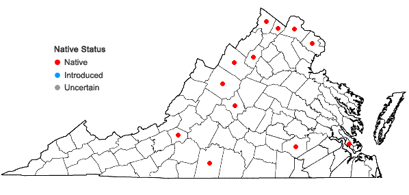 Locations ofSteironema hybridum (Michaux) Raf. ex B.D. Jackson in Virginia