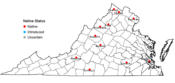 Locations ofSteironema hybridum (Michaux) Raf. ex B.D. Jackson in Virginia