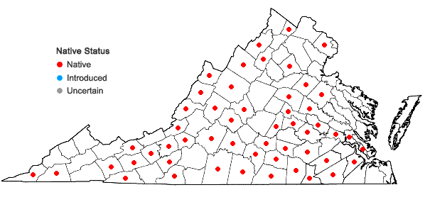 Locations ofSteironema lanceolatum (Walt.) Gray in Virginia
