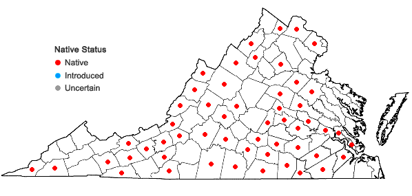 Locations ofSteironema lanceolatum (Walt.) Gray in Virginia