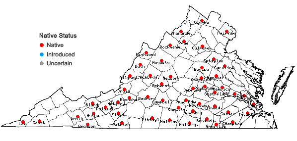 Locations ofSteironema lanceolatum (Walt.) Gray in Virginia