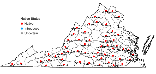 Locations ofSteironema lanceolatum (Walt.) Gray in Virginia