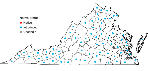 Locations ofStellaria graminea L. in Virginia