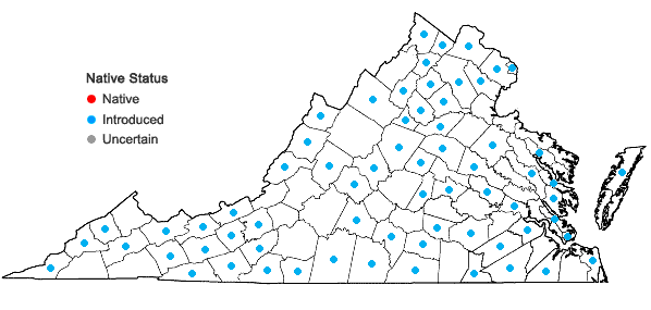 Locations ofStellaria graminea L. in Virginia