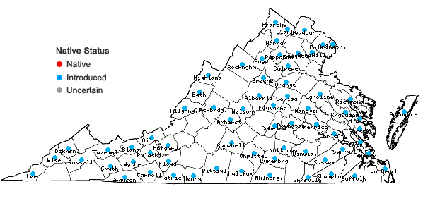 Locations ofStellaria graminea L. in Virginia