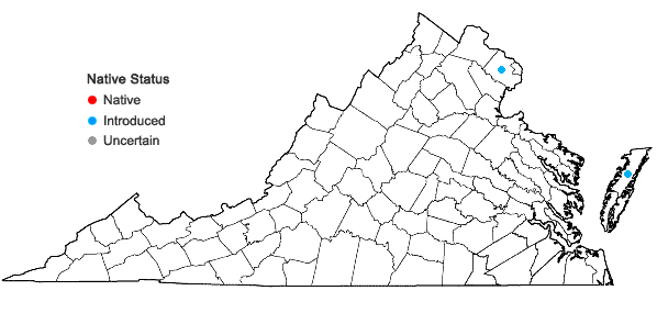 Locations ofStrophostyles leiosperma (Torr. & Gray) Piper in Virginia