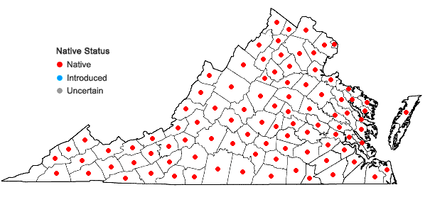 Locations ofSwida amomum (P. Miller) Small in Virginia