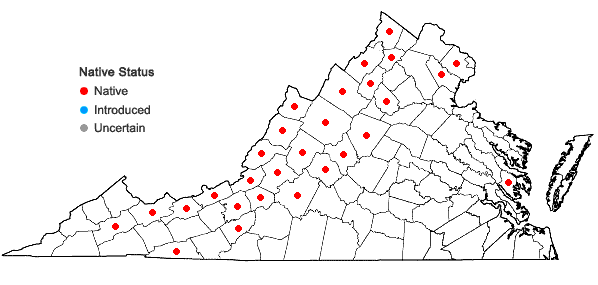 Locations ofSwida racemosa (Lamarck) Moldenke in Virginia