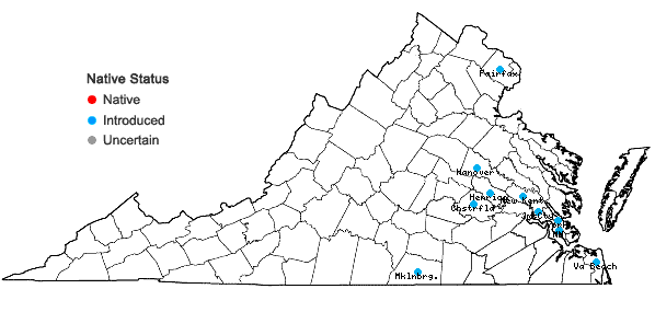 Locations ofSymphyotrichum divaricatum (Nutt.) Nesom in Virginia