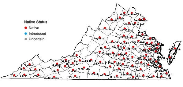 Locations ofSymphyotrichum dumosum (L.) Nesom var. dumosum in Virginia