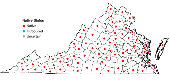 Locations ofSymphyotrichum lanceolatum (Willd.) Nesom in Virginia