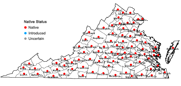 Locations ofSymphyotrichum lanceolatum (Willd.) Nesom in Virginia
