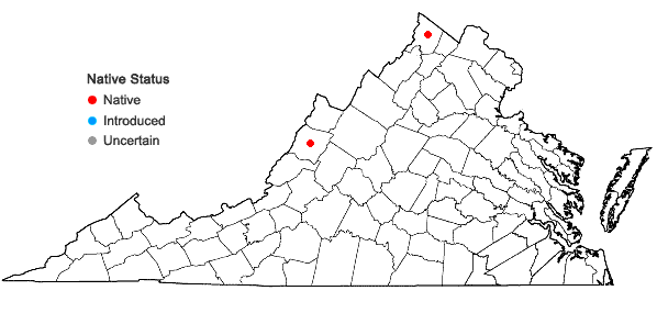 Locations ofSymphyotrichum praealtum (Poir.) Nesom var. angustior (Wieg.) Nesom in Virginia