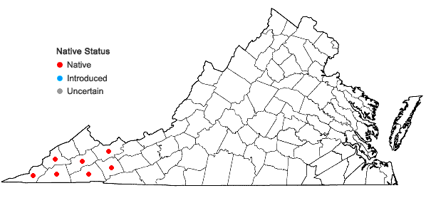 Locations ofSynandra hispidula (Michx.) Baill. in Virginia