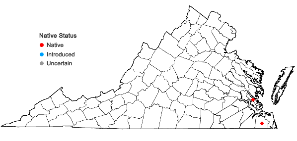 Locations ofSyrrhopodon incompletus Schwägr. in Virginia