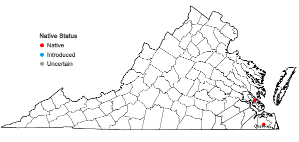 Locations ofSyrrhopodon incompletus Schwägr. in Virginia