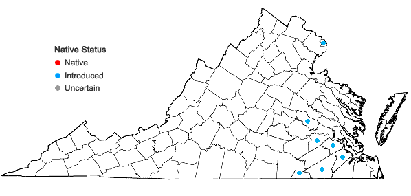 Locations ofTagetes minuta L. in Virginia