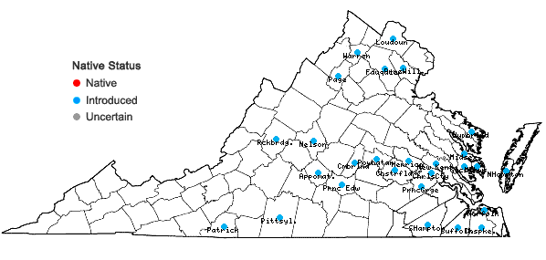 Locations ofTaraxacum erythrospermum Andrzejowski ex Besser in Virginia